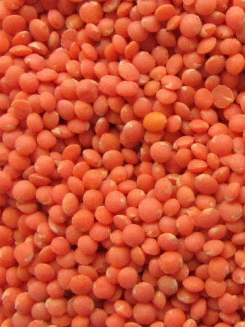 Lentils Red