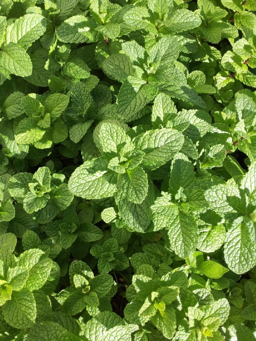 Mint, 30g