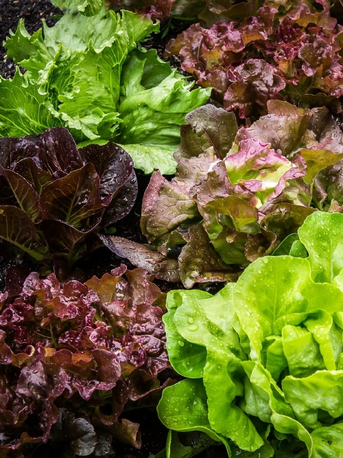 Lettuce Of The Week, 350g