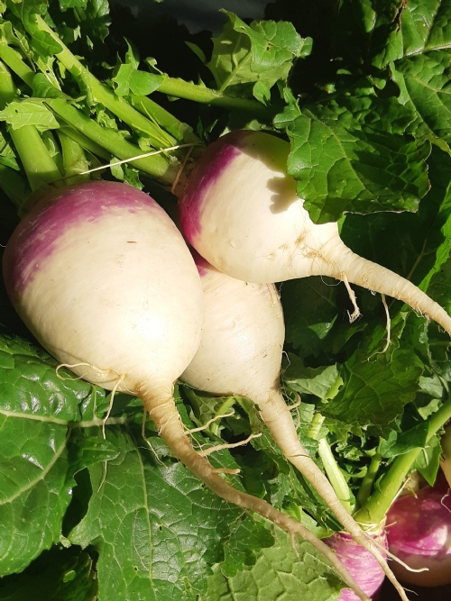 Turnips, bunch