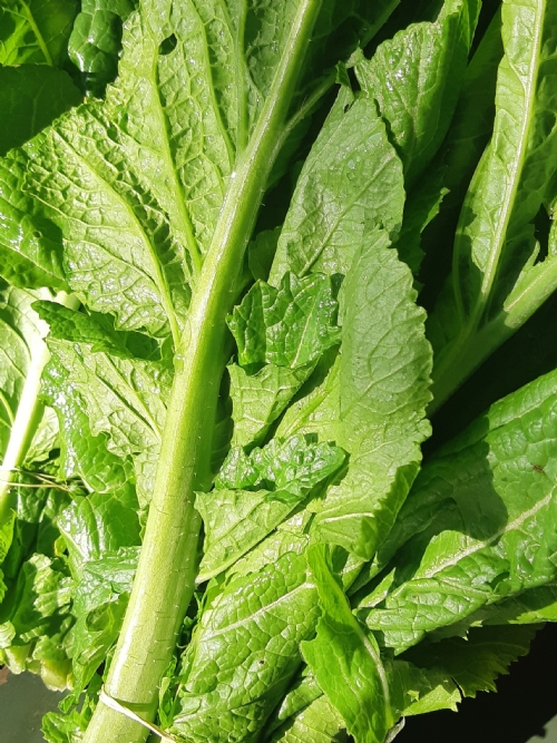 Mustard Spinach, bunch