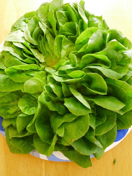Butter Lettuce