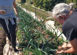Leafy Greens - Antonia and Peter da Luca (Stall 115)